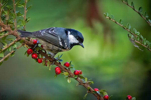     Die Tannenmeise  -  Parus ater