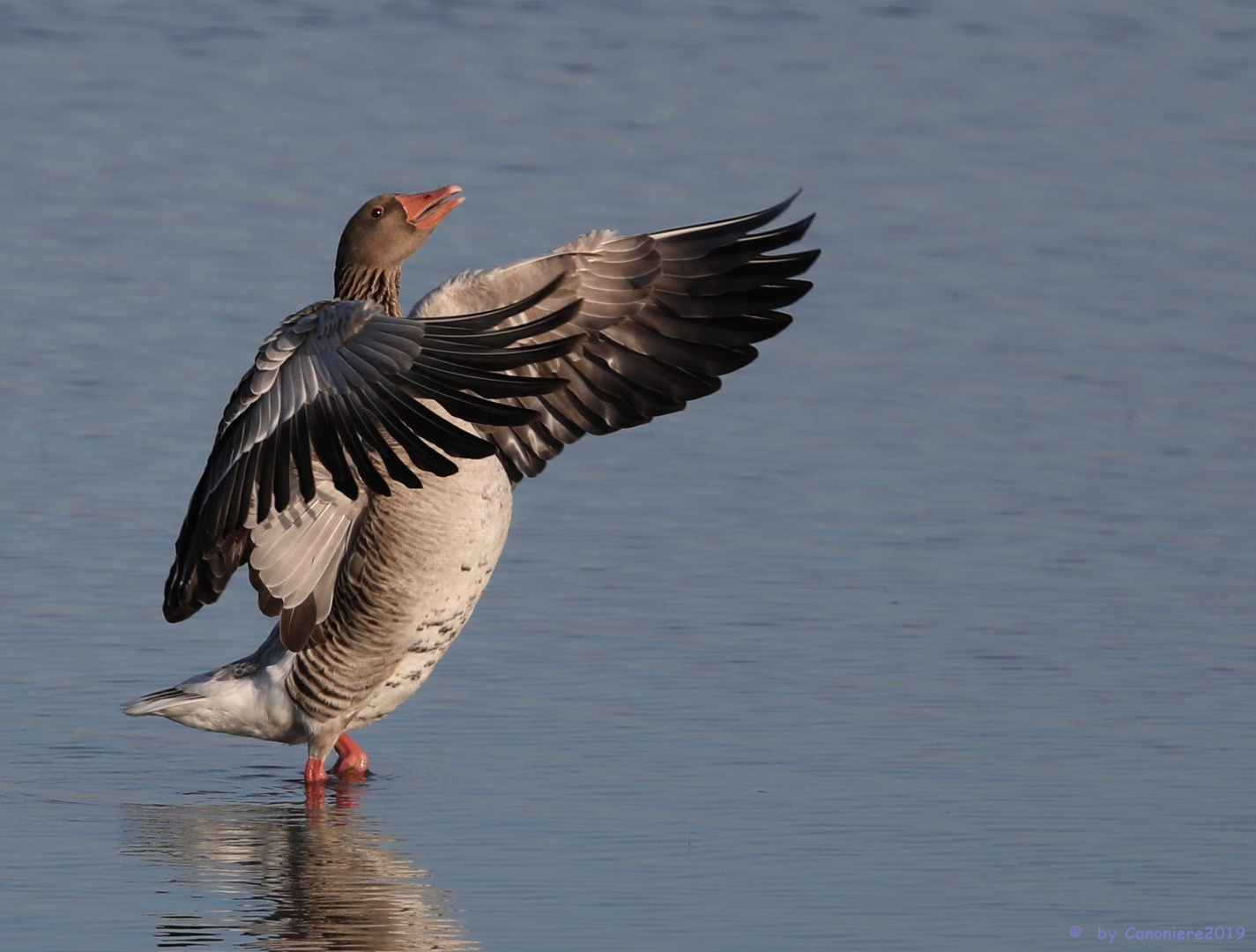 Die tanzende Gans