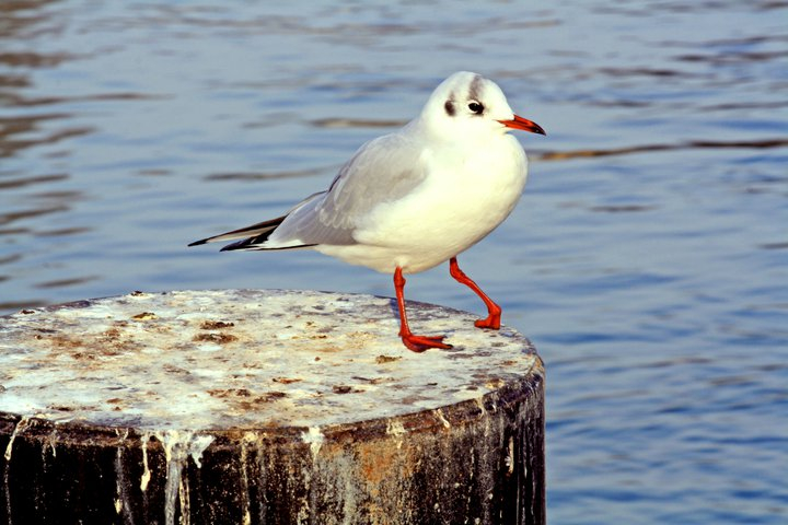 die tanzende Möwe