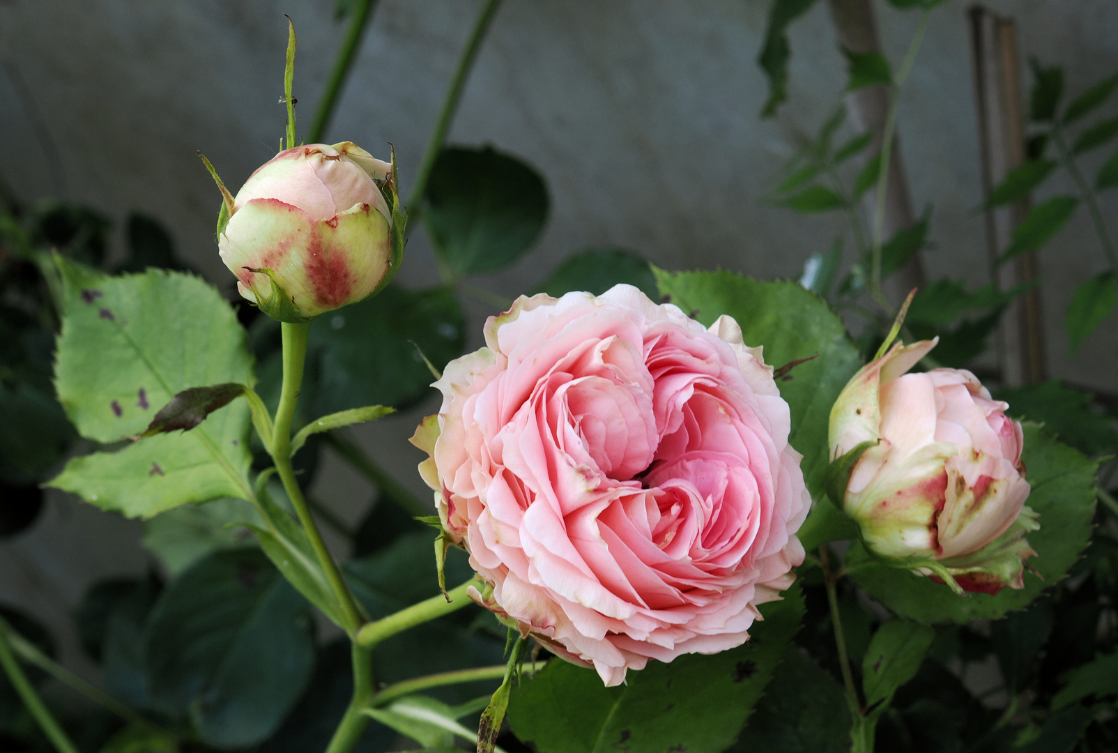 Die tapferen Rosen blühen noch …