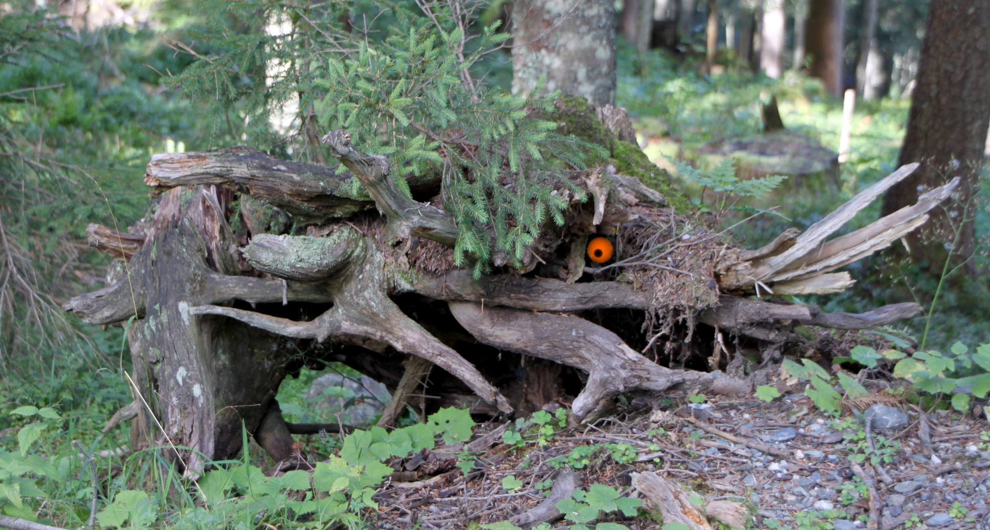 die Tarnung Foto & Bild naturkreativ, natur Bilder auf