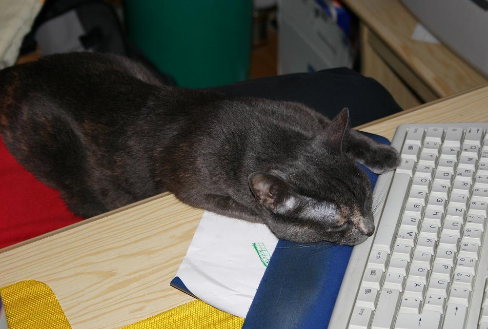 die Tasten-Katze.....irgendwann muß ich die Buchstaben- reihenfolge doch mal auswendig wissen...