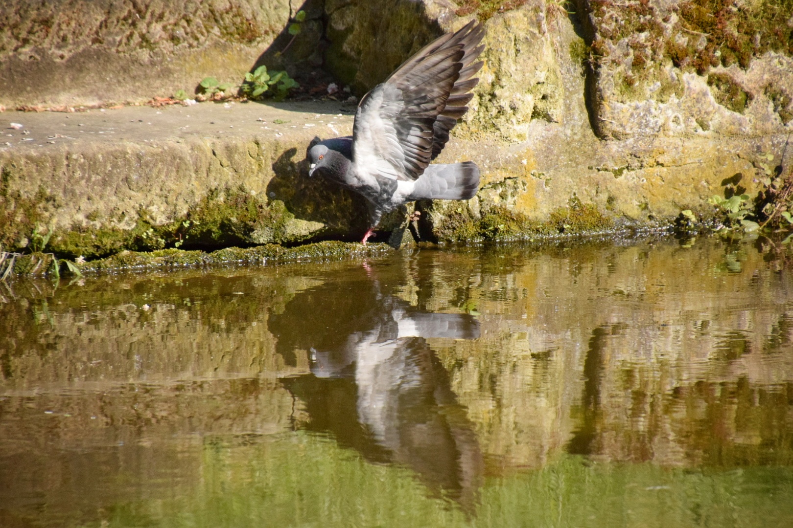 Die Taube 