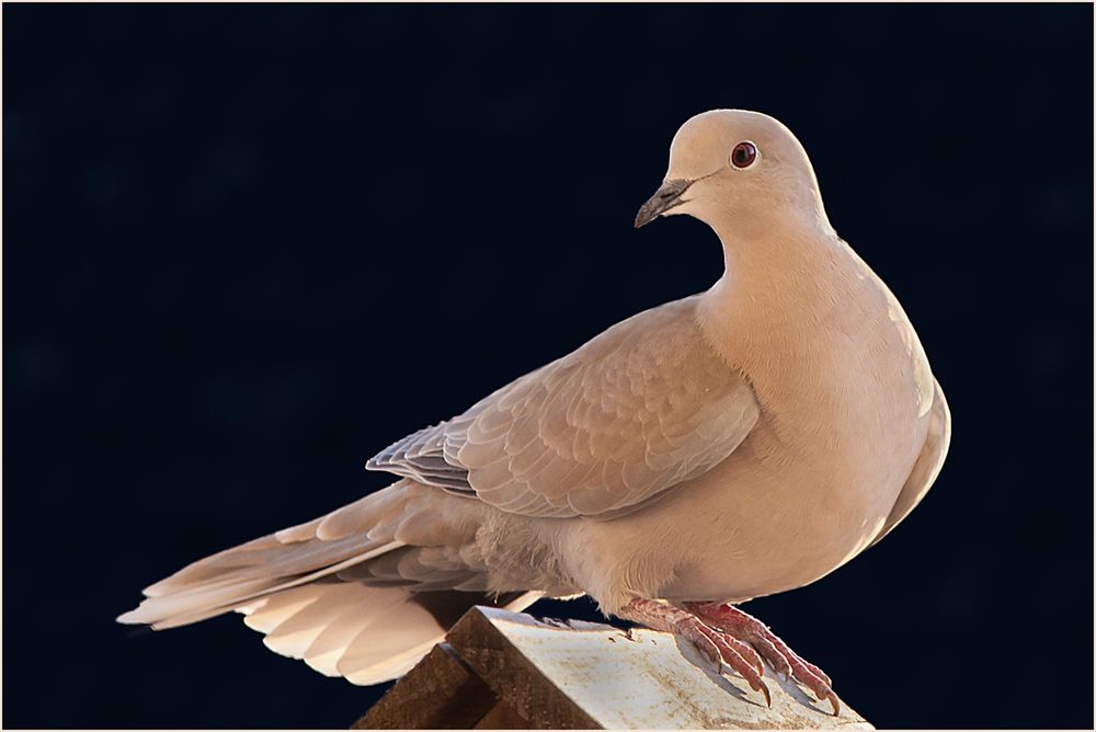 Die Taube. Foto & Bild natur, tiere, vögel Bilder auf Die Taube. Foto & Bild natur, tiere, vögel Bilder auf