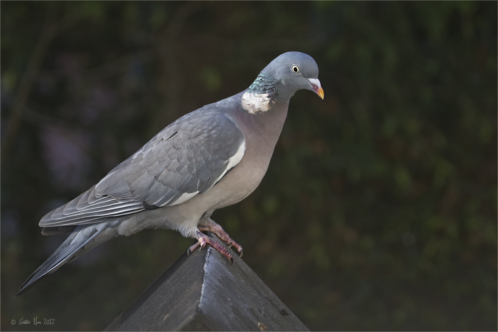 Die Taube auf dem Dach....... Foto & Bild tiere, wildlife, wild
