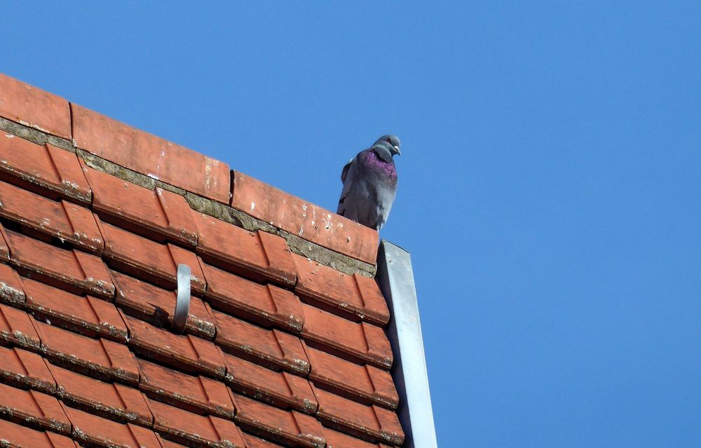 Die Taube auf dem Dach