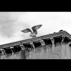 Die Taube auf dem Dach