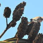 Die Taube auf der Aloe