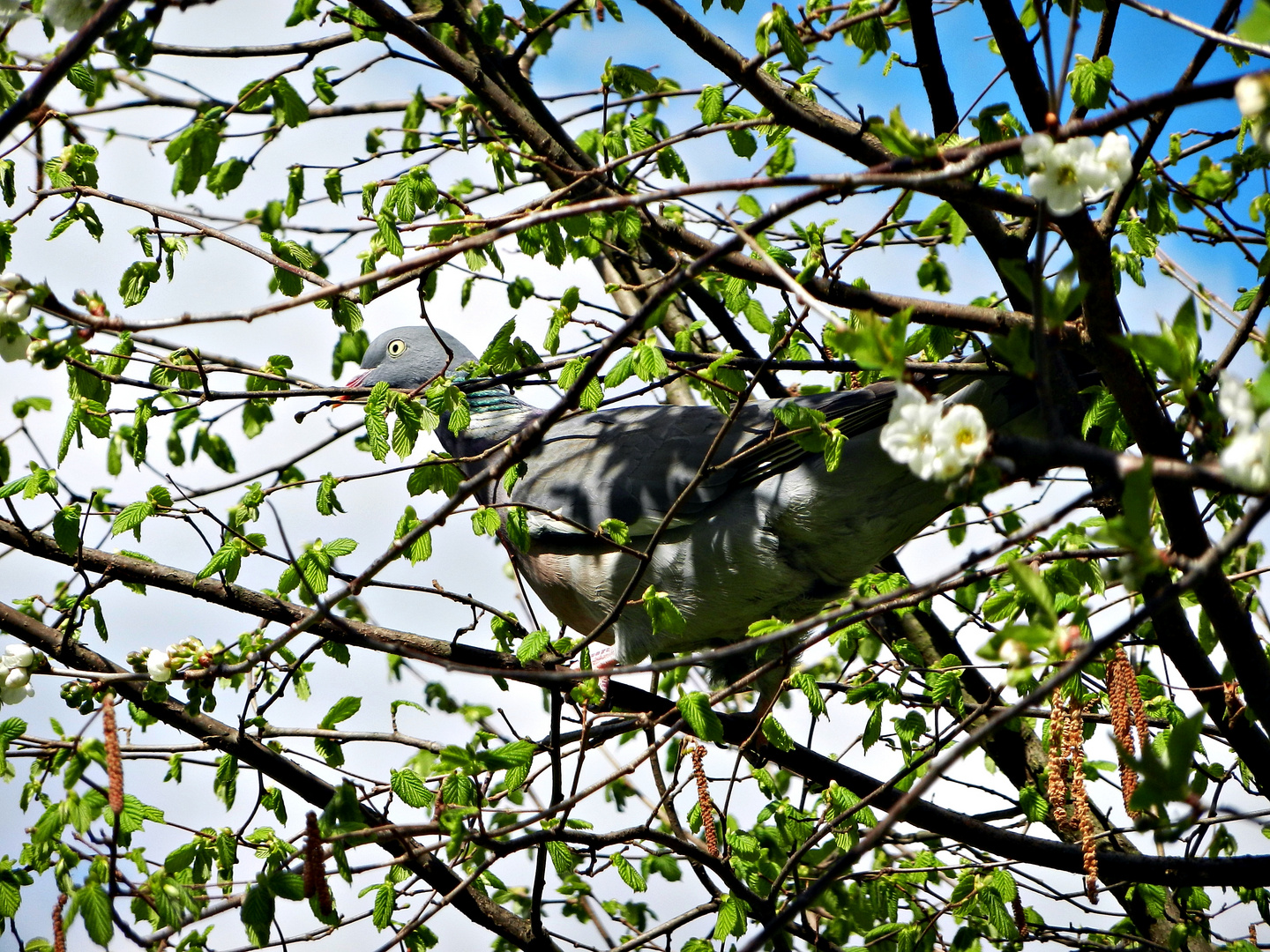 ... Die Taube im Baum ...