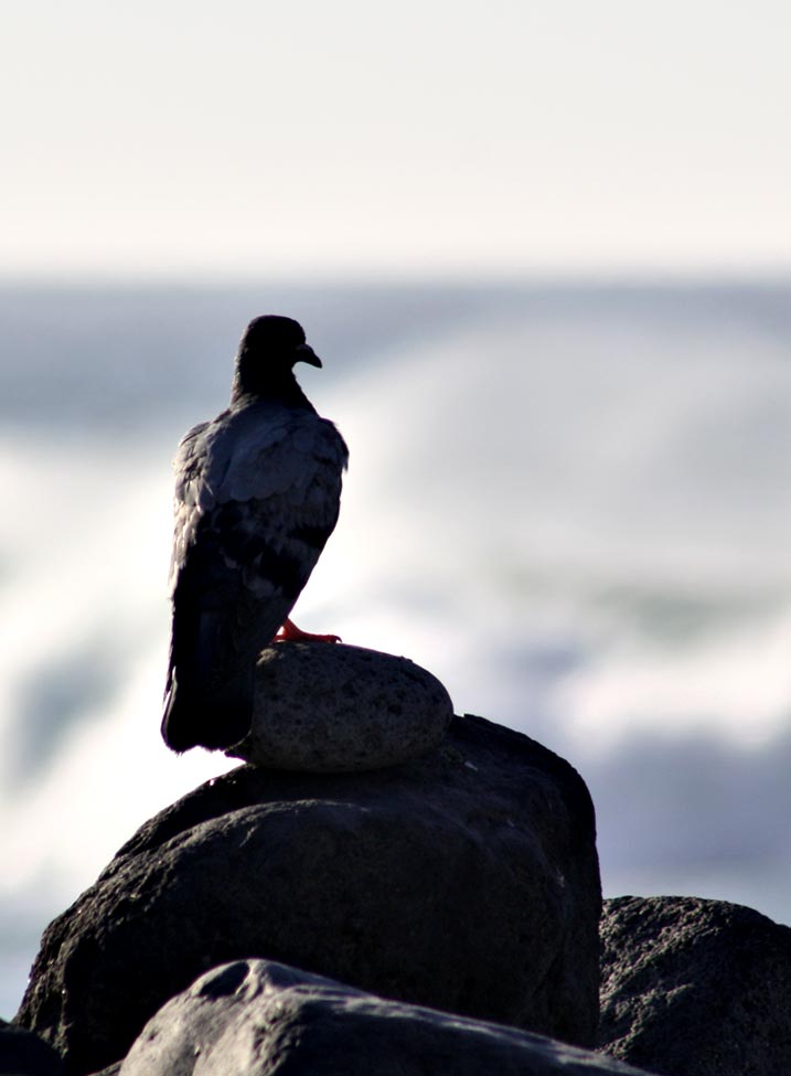 Die Taube und das Meer