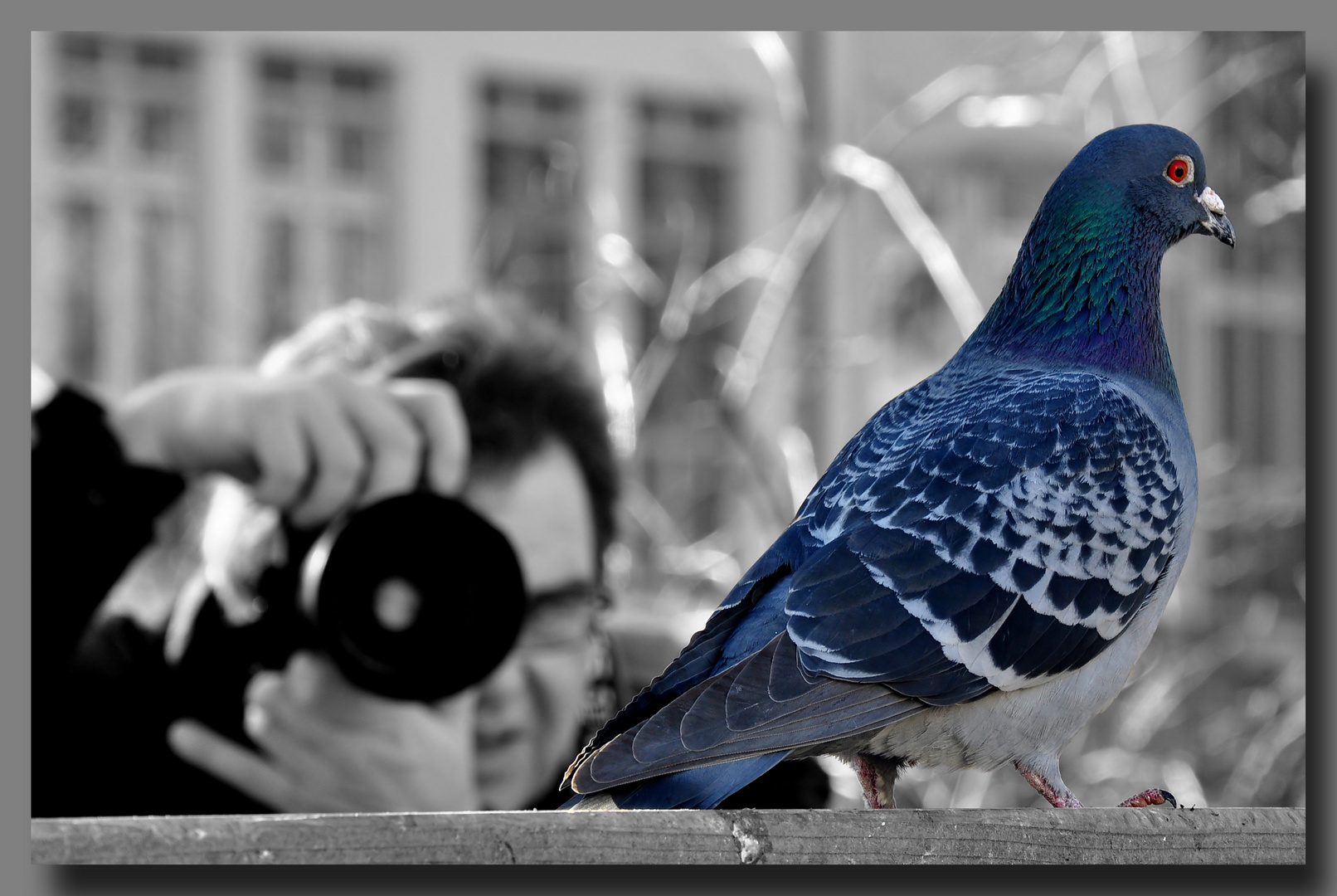 Die Taube und der Fotograf