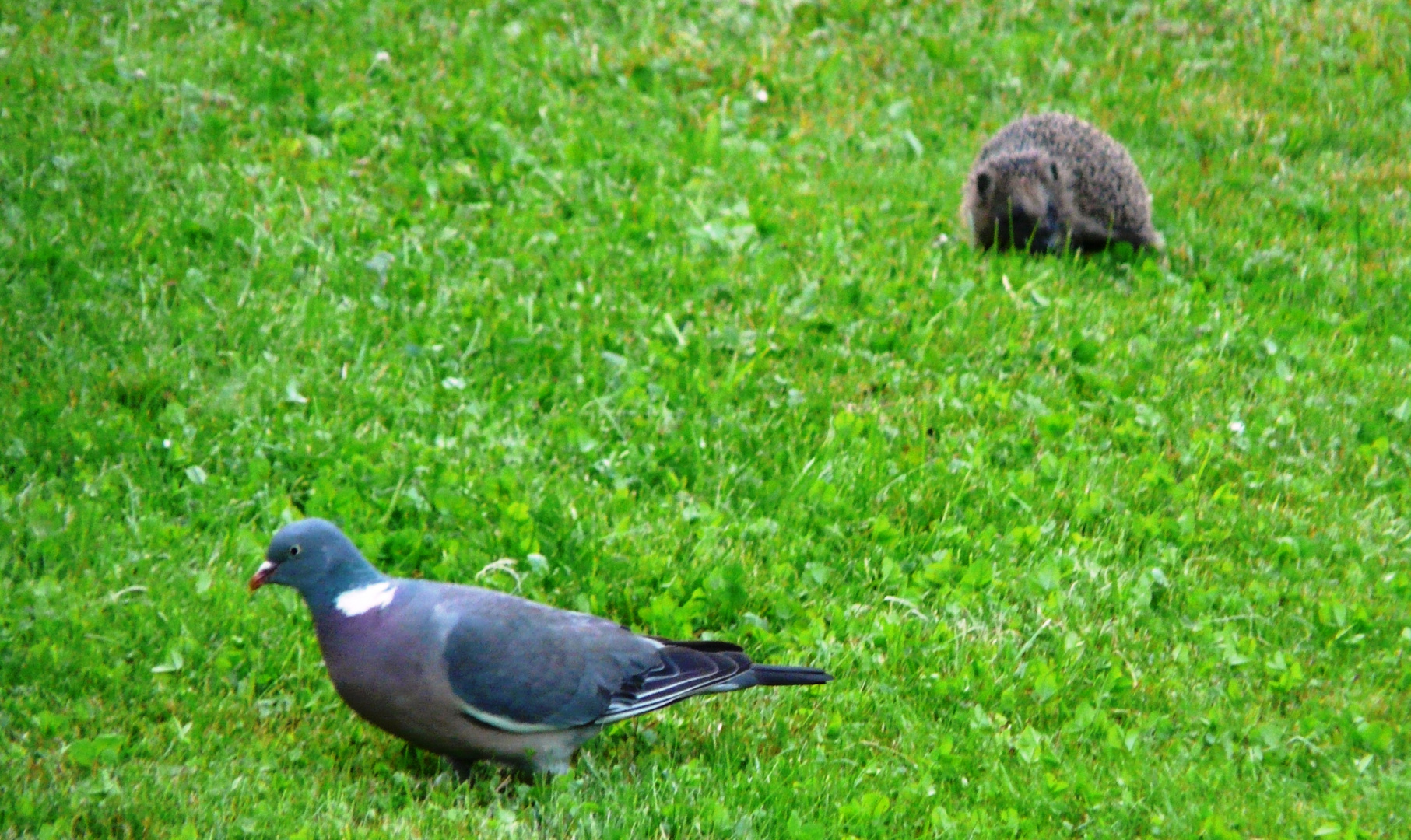 Die Taube und der Igel