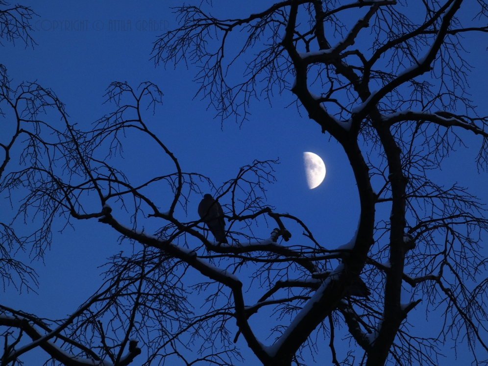 die Taube und der Mond