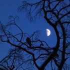 die Taube und der Mond