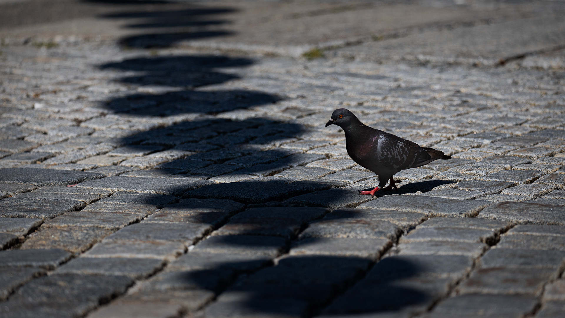 Die Taube und der Schatten