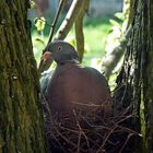 Die Taube vorm Fenster