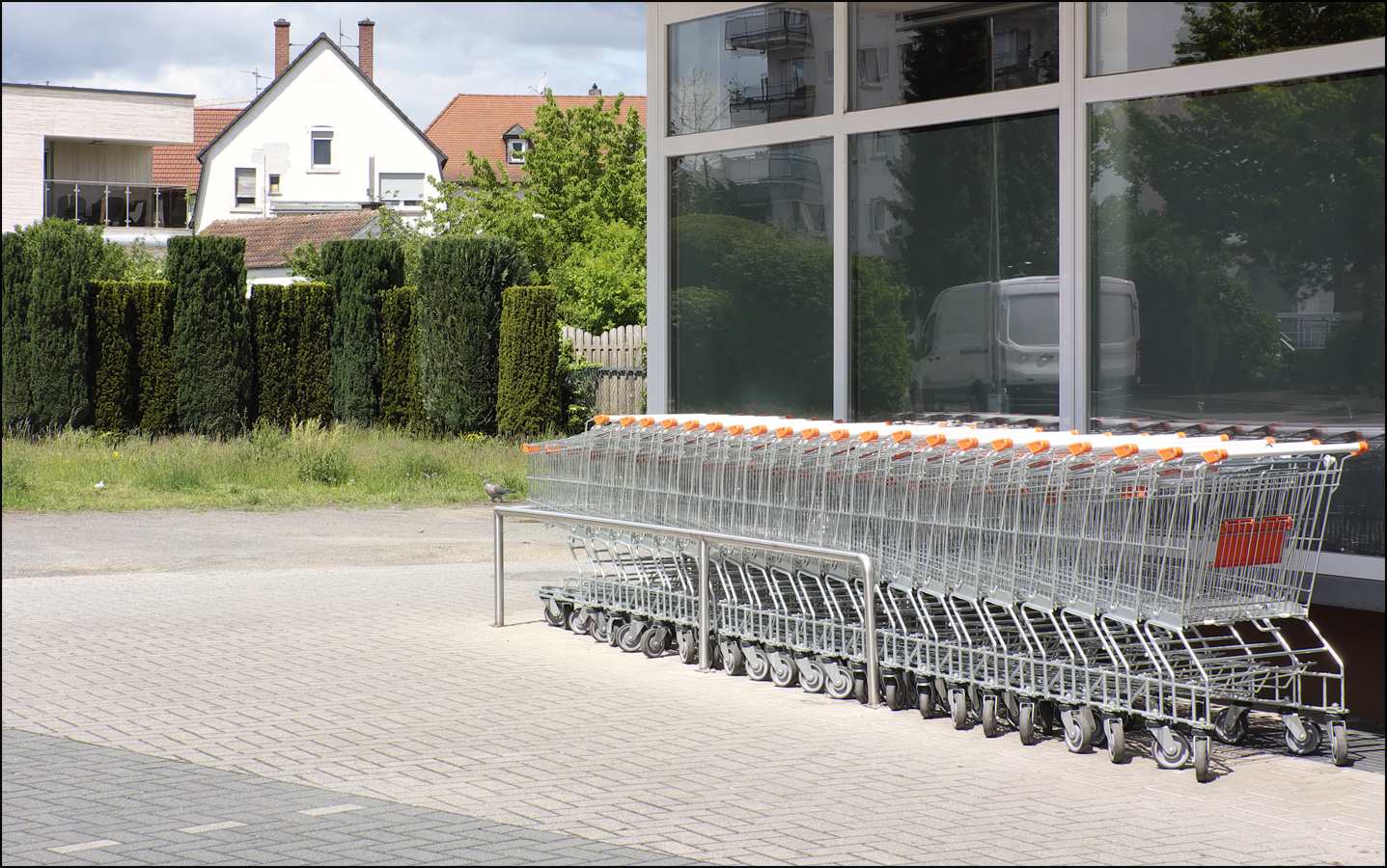 die Taube zwischen Einkaufswagen und Heckenkunst