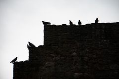 Die Tauben bewachen die Burgruine