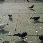 Die Tauben