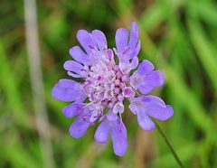 Die Tauben- Scabiose (Scabiosa columbaria)