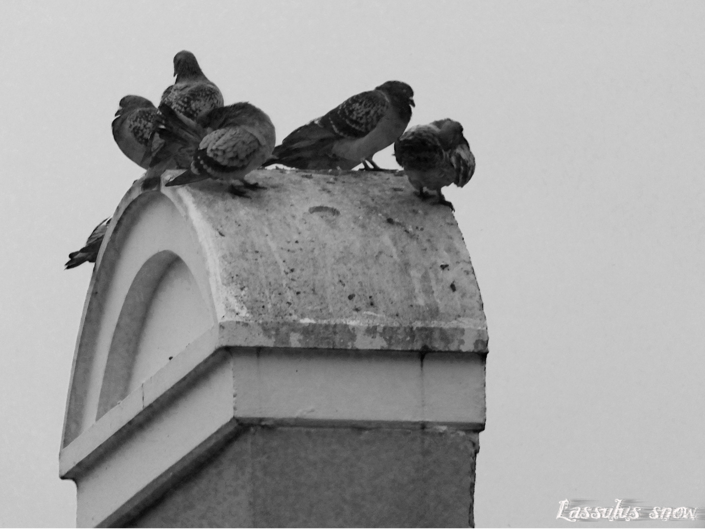 Die Tauben vom Dach