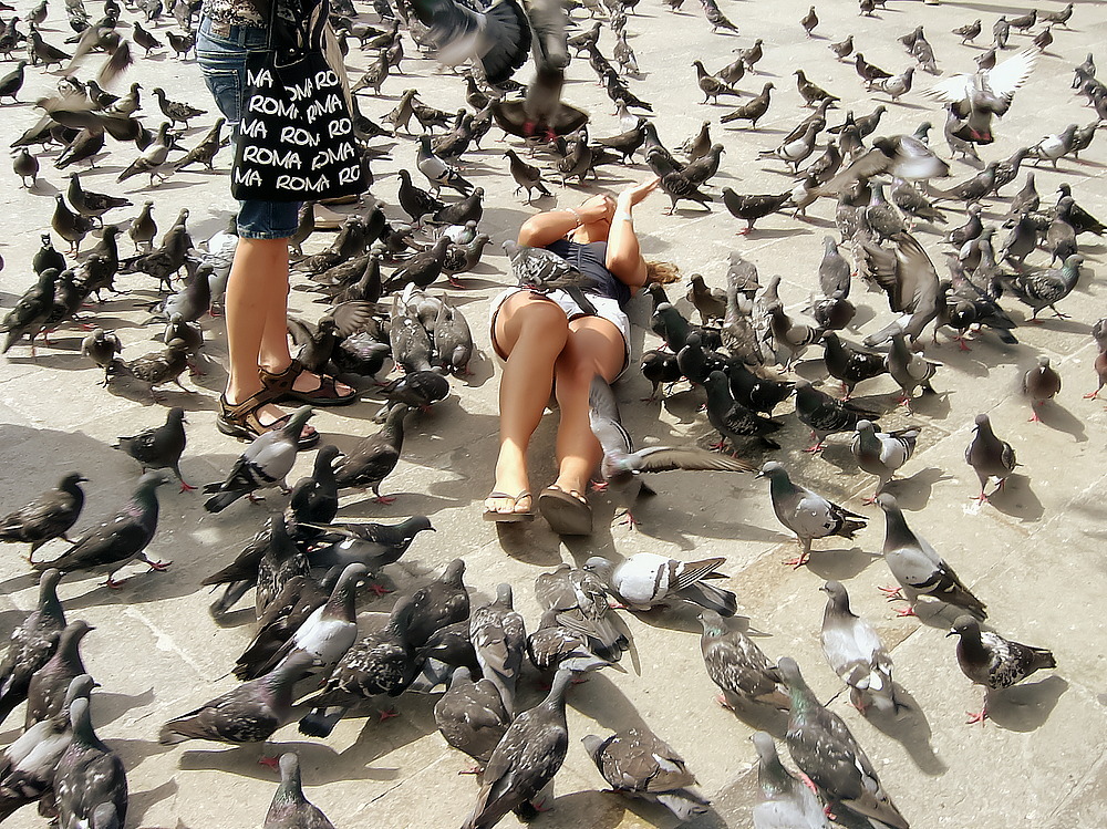 Die Tauben vom Markusplatz in Venedig