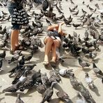 Die Tauben vom Markusplatz in Venedig