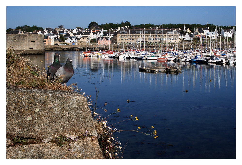 Die Tauben von Concarneau