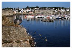 Die Tauben von Concarneau