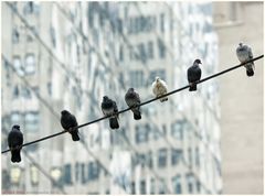 Die Tauben von Manhattan