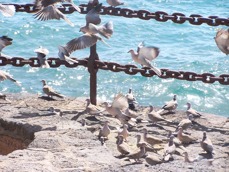 Die Tauben von Playa Blanca