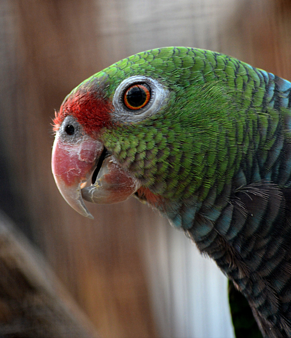 Die Taubenamazone (Amazona viancea)