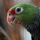 Die Taubenamazone (Amazona viancea)