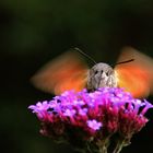 die Taubenschwänzchen-Sucht