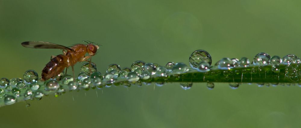 Die Taufliege oder auch Fruchtfliege