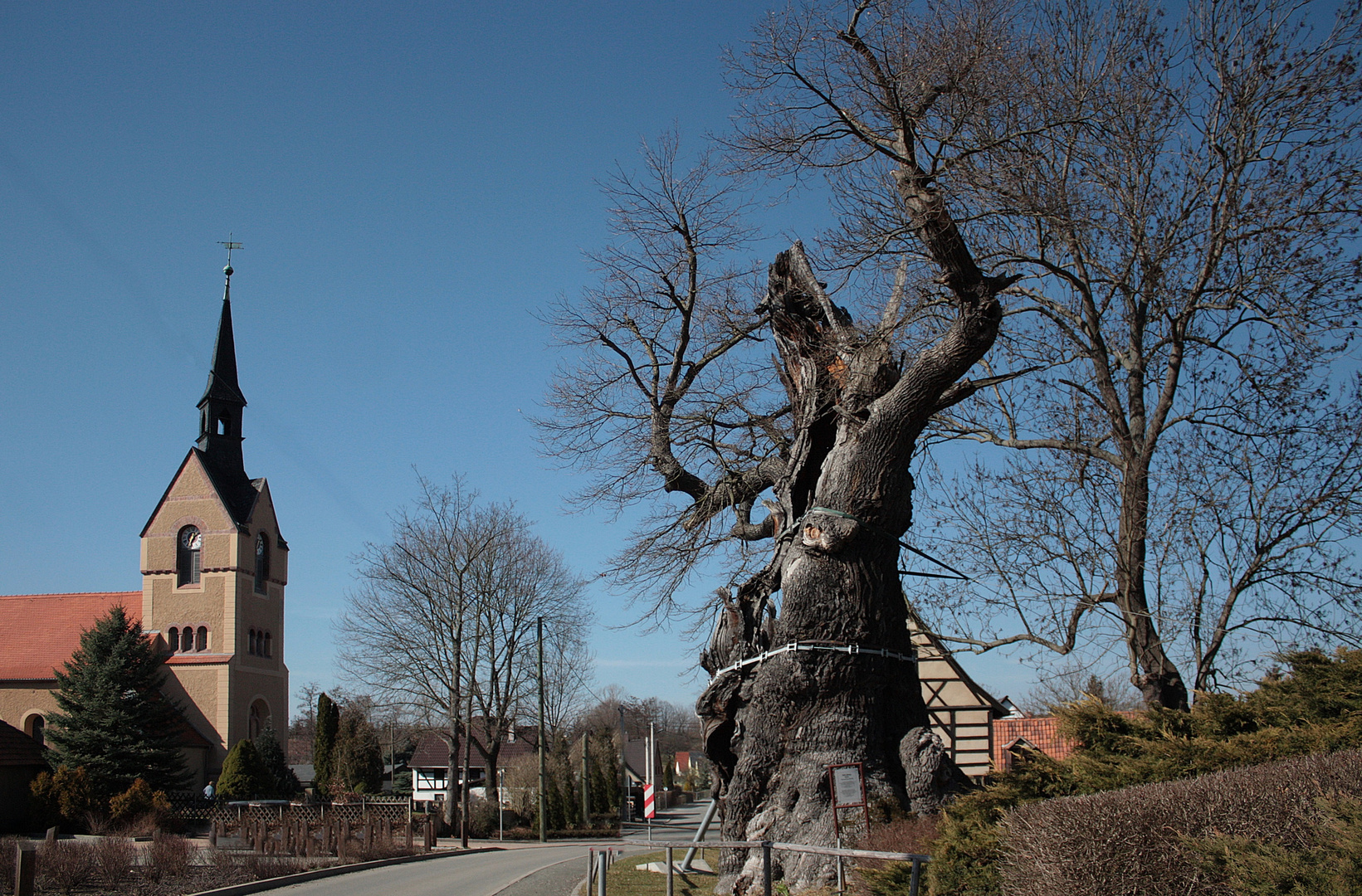 Die tausendjährige Eiche in Nöbdenitz