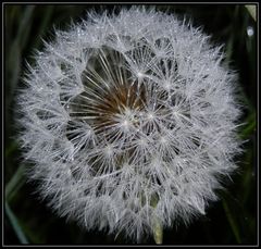 Die Tautropfen glitzern wie Edelsteine auf der Pusteblume