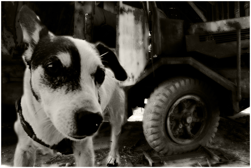 die Technik ist ein Hund !