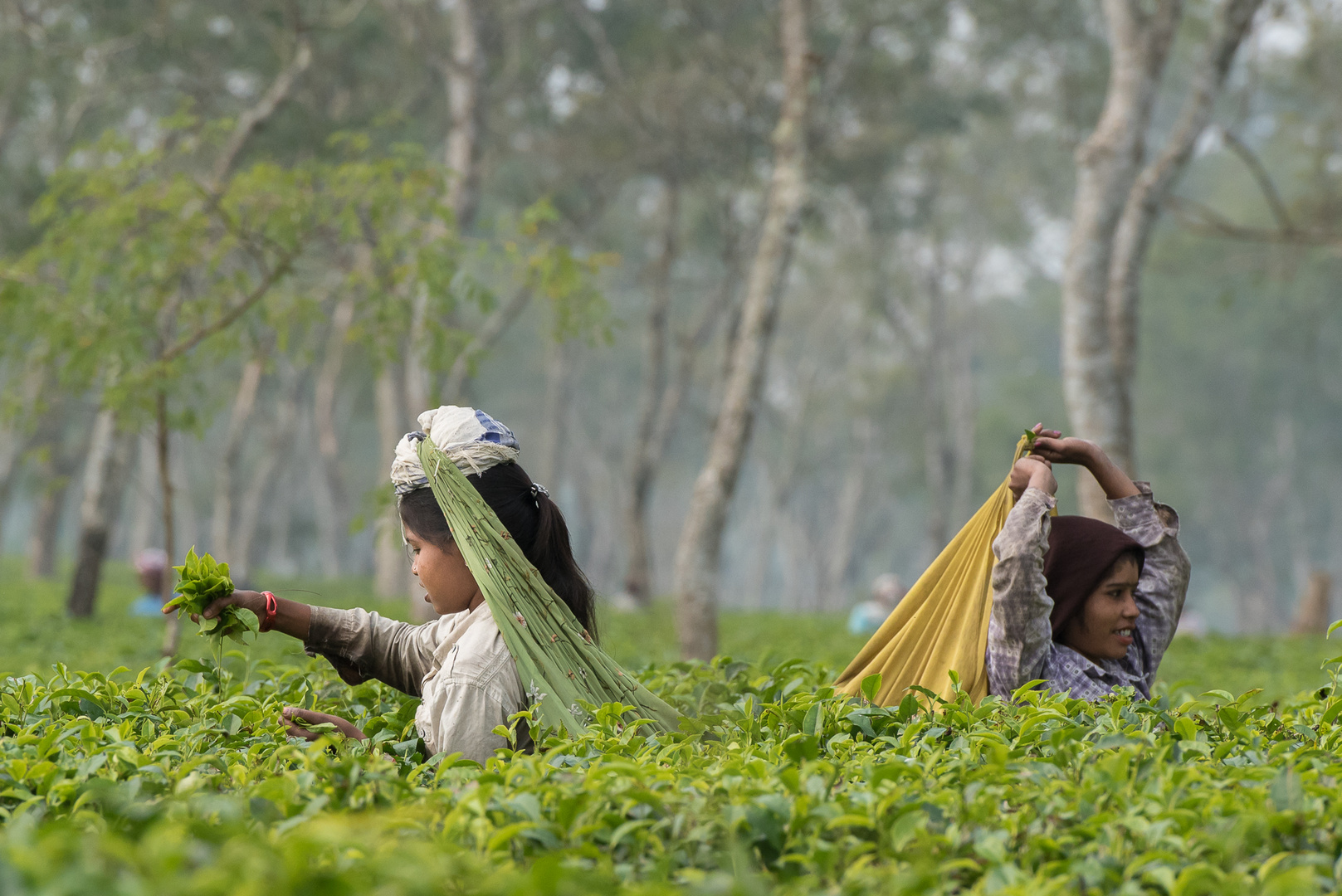 Die Tee-Pflückerinnen - Tea Picking