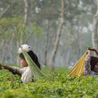 Die Tee-Pflückerinnen - Tea Picking