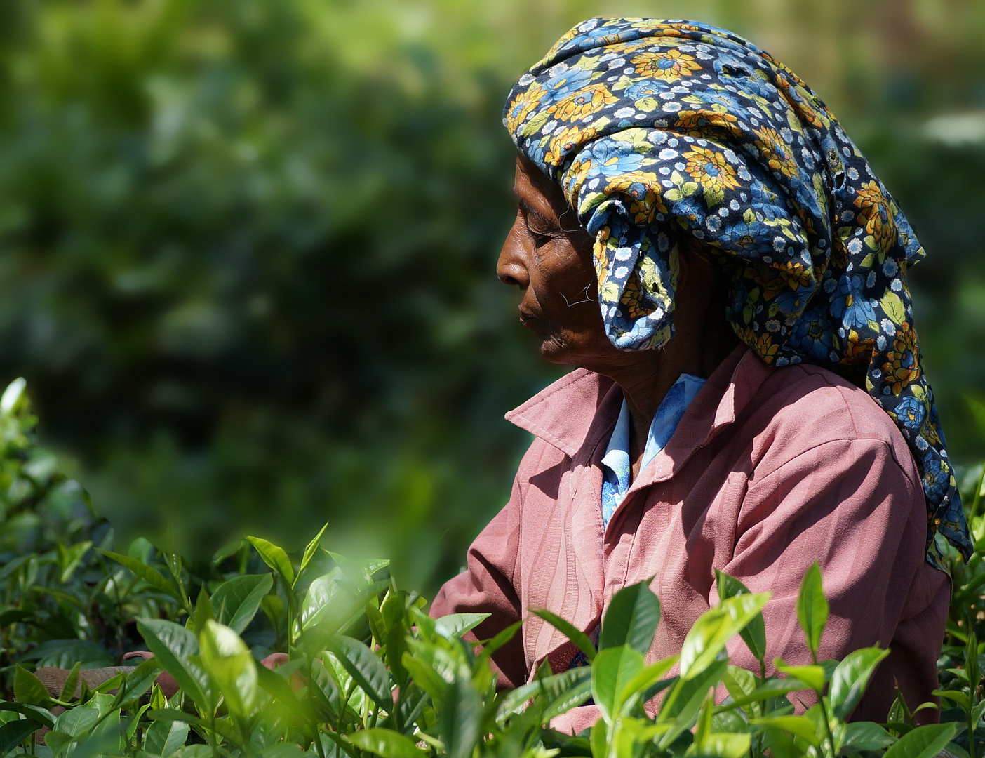 Die Teepflückerin - Sri Lanka