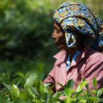 Die Teepflückerin - Sri Lanka