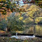 Die Teiche von Woluwe?