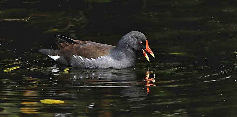 Die Teichralle (Gallinula chloropus),...