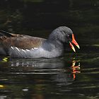 Die Teichralle (Gallinula chloropus),...