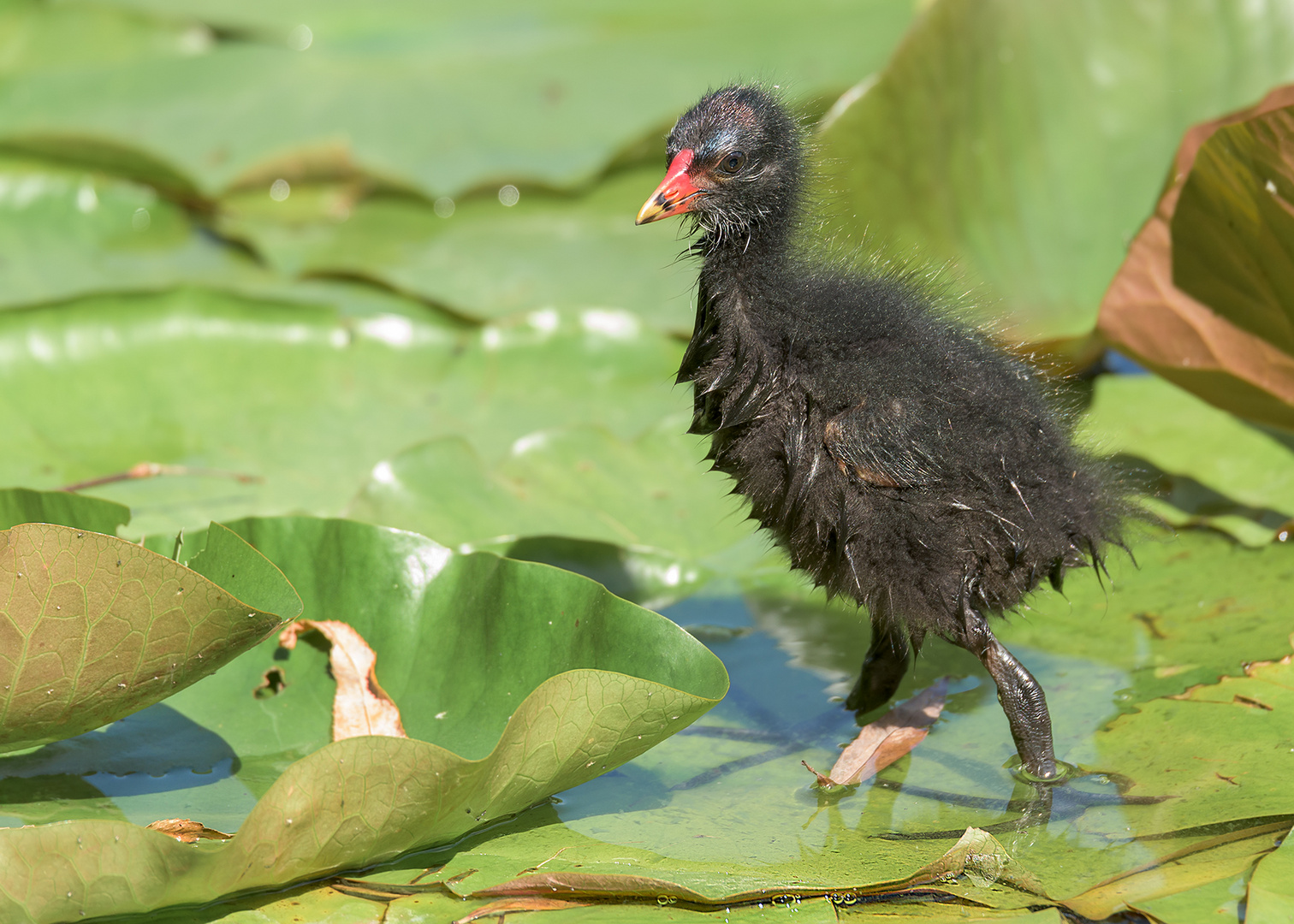 Die Teichralle (Gallinula chloropus)