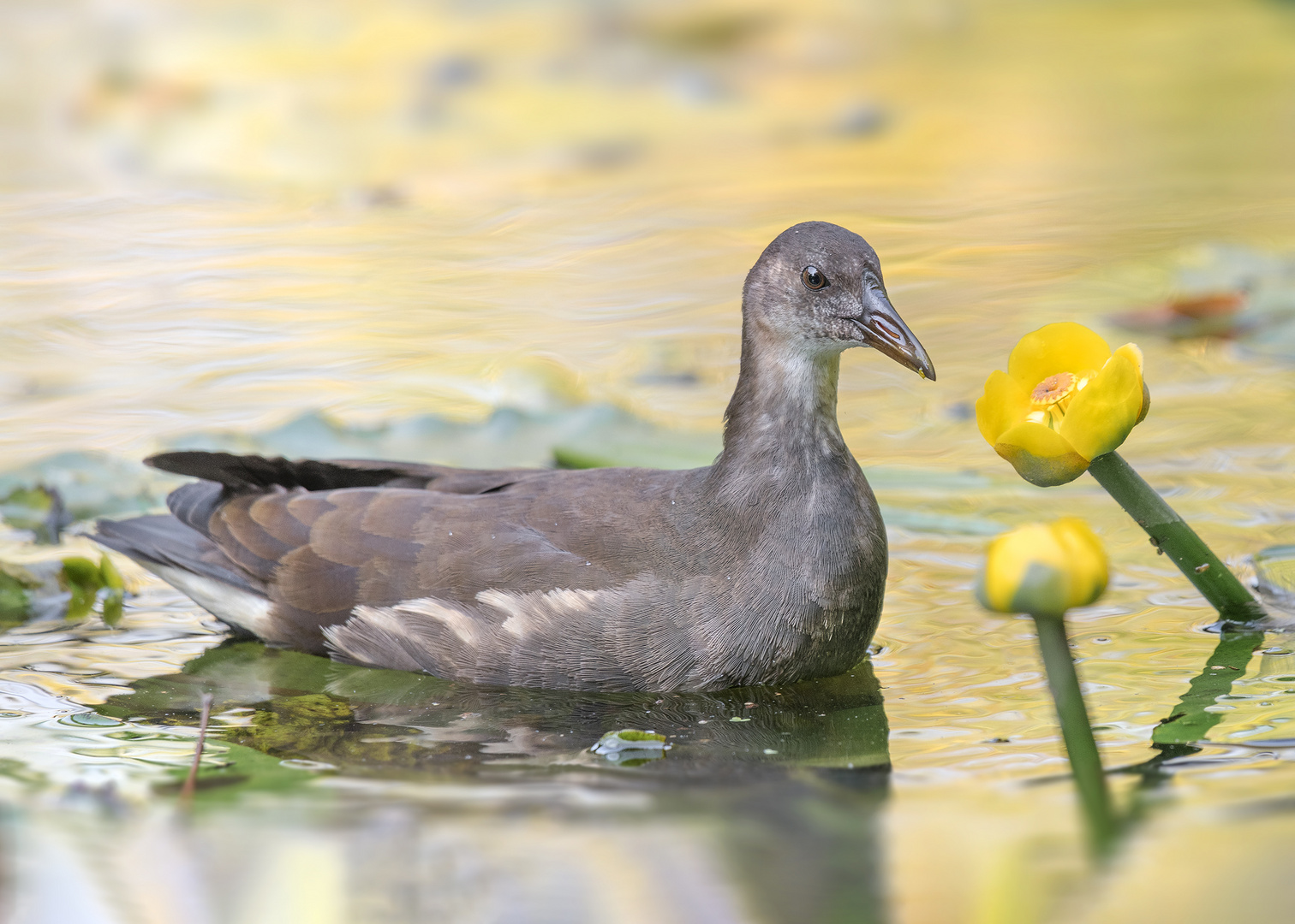 Die Teichralle (Gallinula chloropus)