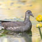 Die Teichralle (Gallinula chloropus)