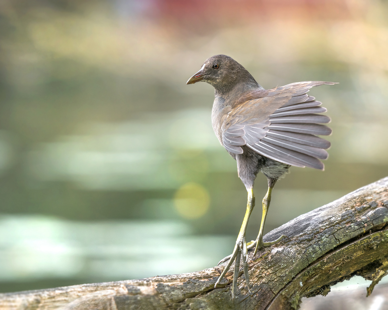 Die Teichralle (Gallinula chloropus)