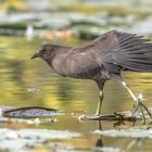 Die Teichralle (Gallinula chloropus)